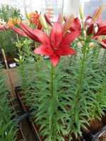 [5104 Paterno VH No02.JPG]